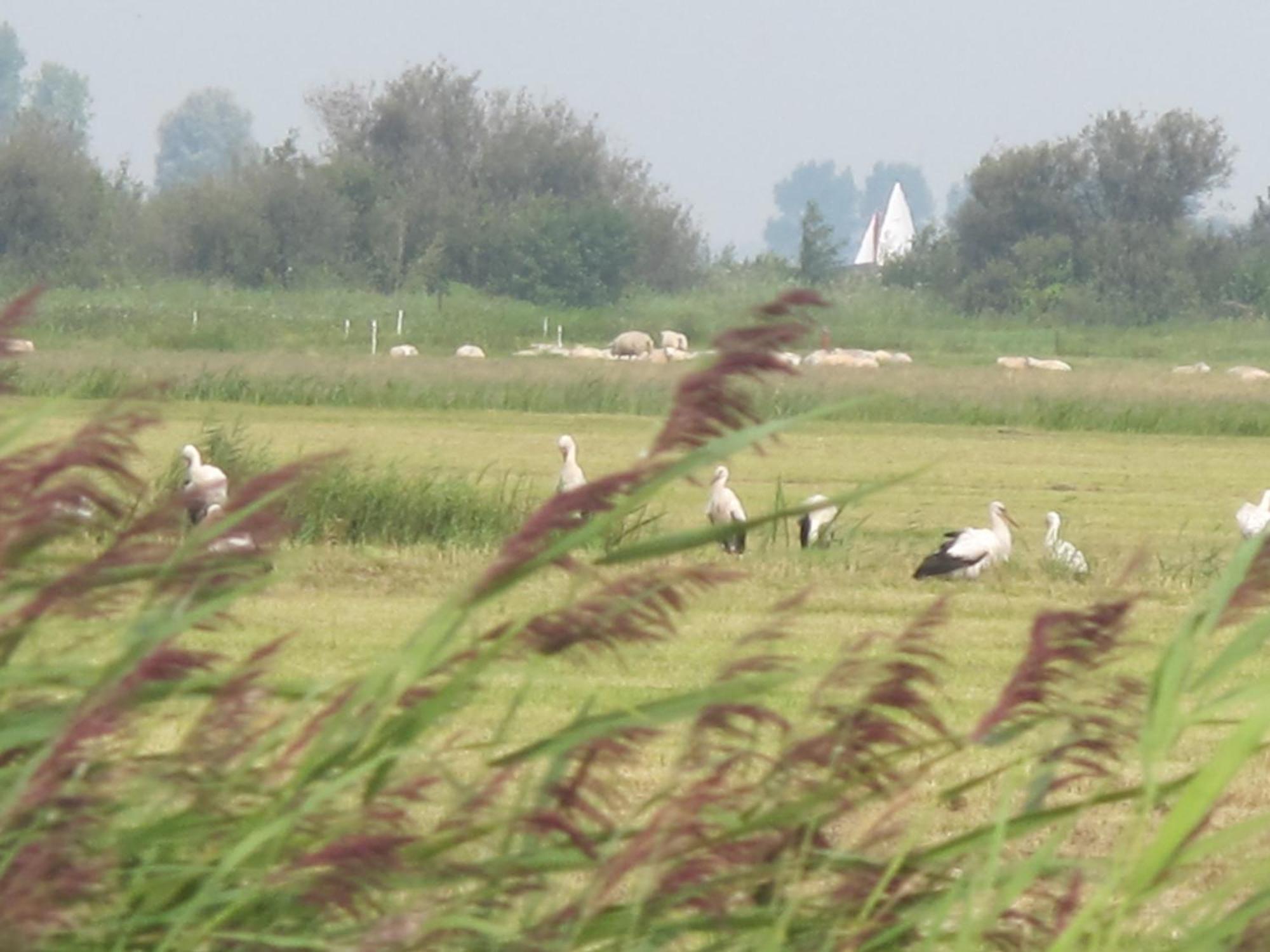 De Thuiskamer In Grou Als B&B Of Vakantiehuis Zewnętrze zdjęcie